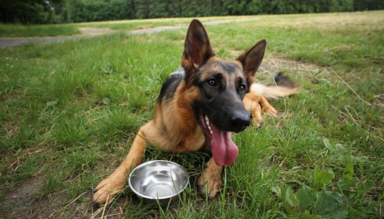 'Dogo' sāga: Valsts robežsardzes suņi spēku zaudēja jau pirms trim gadiem