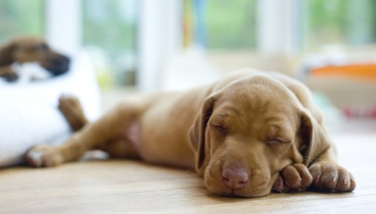 Mūžīgā snauda: kāpēc suņi tik ilgi guļ