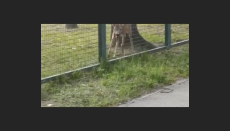 ВИДЕО: В Кенгарагсе на территорию детского сада забежала косуля