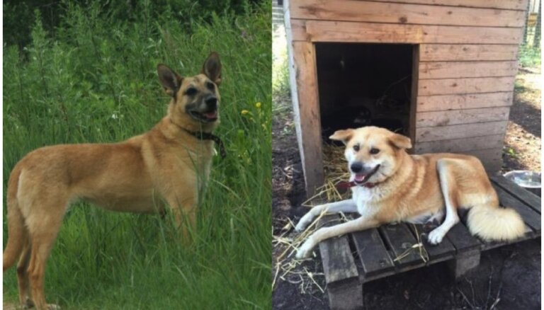 Mīlulis meklē mājas: mazuļi jau adoptēti, bet mammīte savu saimnieku vēl gaida