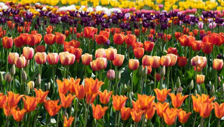 ФОТО. Прямо как в Голландии: Потрясающие поля тюльпанов в Даугмале