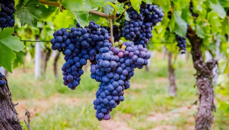 Audzēt vīnogas mūsu klimatā ir apbrīnojami vienkārši