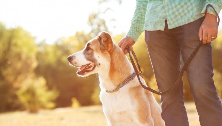 Četri iemesli, kāpēc doties garās pastaigās ar savu suni
