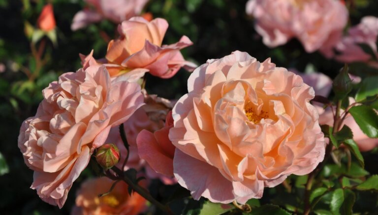 Foto: Rožu cēlais pilnzieds Nacionālajā botāniskajā dārzā