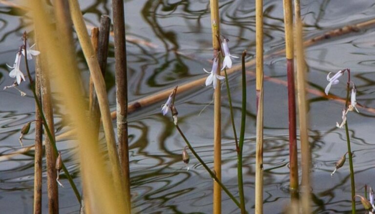 Спасти исчезающее растение: снова запрещено купаться в озере Уммис