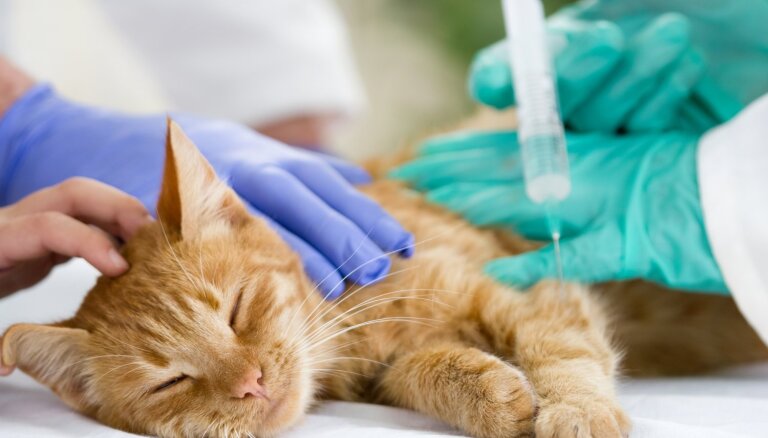 Turpmāk veterinārārsti ziņos, ja saimnieki mājdzīvniekam savlaicīgi nenodrošinās medicīnisko palīdzību