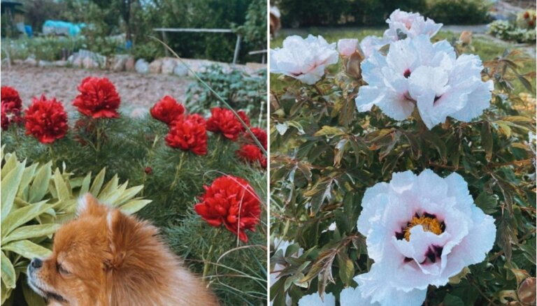 Peonijas un skudras sader kā roka ar cimdu – vai tiešām?
